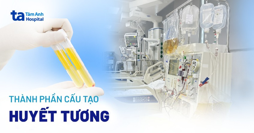 Huyết tương là thành phần chất lỏng của máu, chiếm phần lớn thể tích máu và chứa nhiều chất dinh dưỡng, protein quan trọng cho cơ thể.