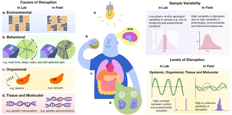 Causas de la disrupción circadiana en el laboratorio y en la vida real.