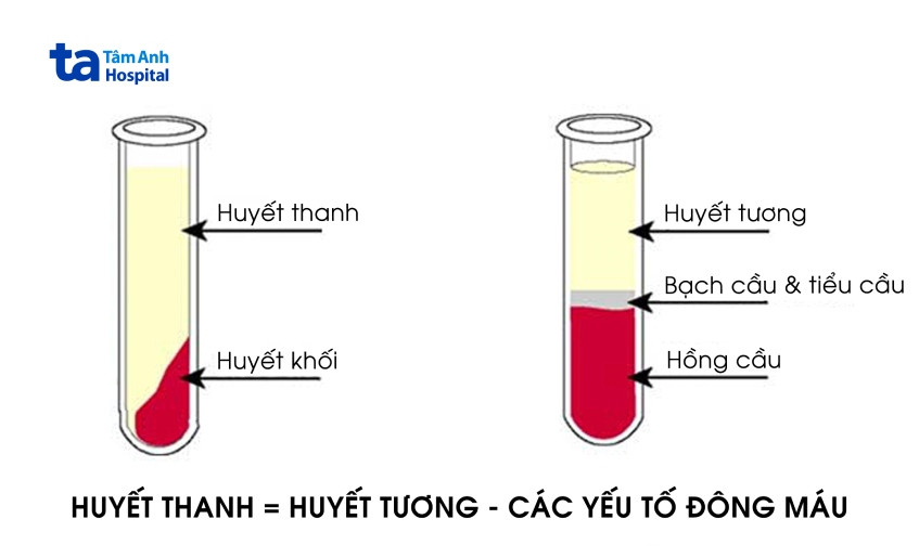 Bảng so sánh chi tiết sự khác biệt giữa huyết tương và huyết thanh, hai thành phần quan trọng của máu với chức năng và đặc điểm riêng biệt.