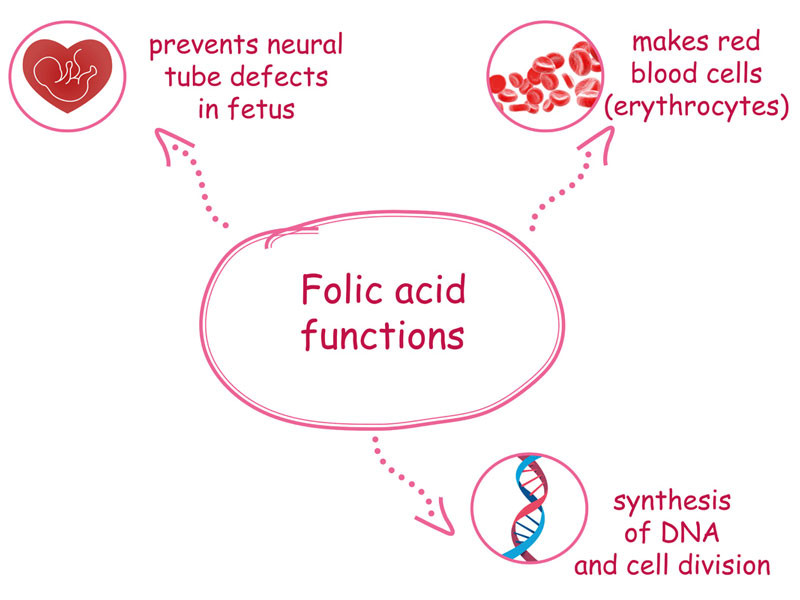 acid folic rất quan trọng cho sự phát triển tế bào, đặc biệt quan trọng đối với phụ nữ mang thai và trẻ sơ sinh