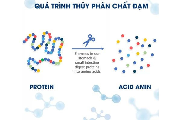 Phân bò cung cấp dinh dưỡng cho cây trồng