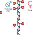 So sánh sự lão hóa DNA giữa cừu cái và cừu đực thiến, cho thấy sự tương đồng về tốc độ lão hóa