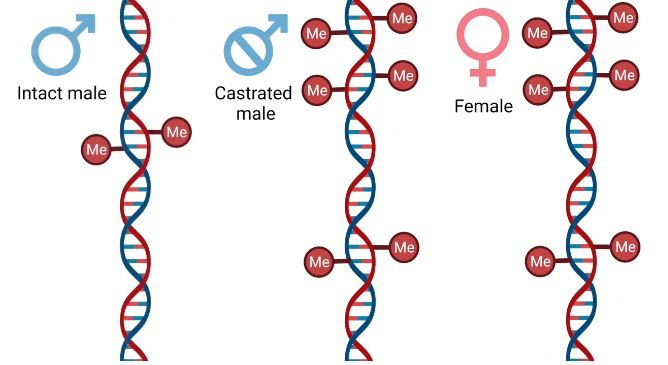 So sánh sự lão hóa DNA giữa cừu cái và cừu đực thiến, cho thấy sự tương đồng về tốc độ lão hóa
