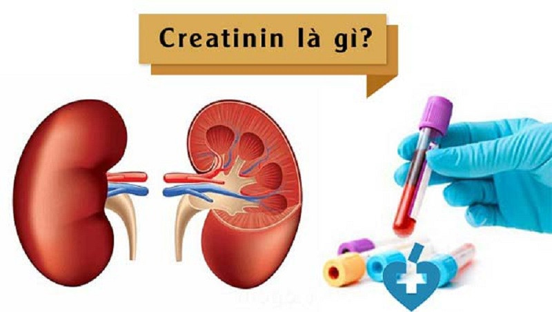 Creatinin Được Lọc Qua Cầu Thận Để Loại Bỏ Khỏi Cơ Thể
