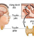 Tuyáº¿n giÃ¡p lÃ  má»™t tuyáº¿n ná»™i tiáº¿t náº±m á»Ÿ phÃ­a trÆ°á»›c cá»•