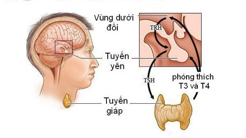 Tuyến giáp là má»™t tuyến ná»™i tiết nằm ở phÃa trước cổ