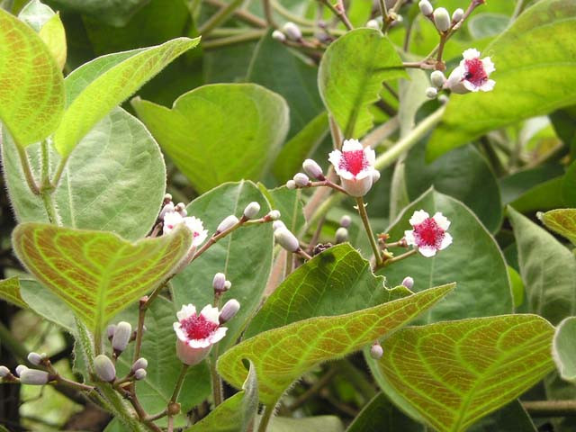 Gỏi Hoa Thúi Địch
