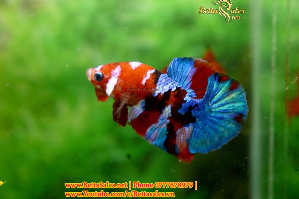 Cá betta halfmoon với màu sắc rực rỡ và chiếc đuôi xòe rộng hình bán nguyệt