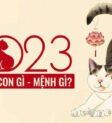 Tết 2023 năm con gì
