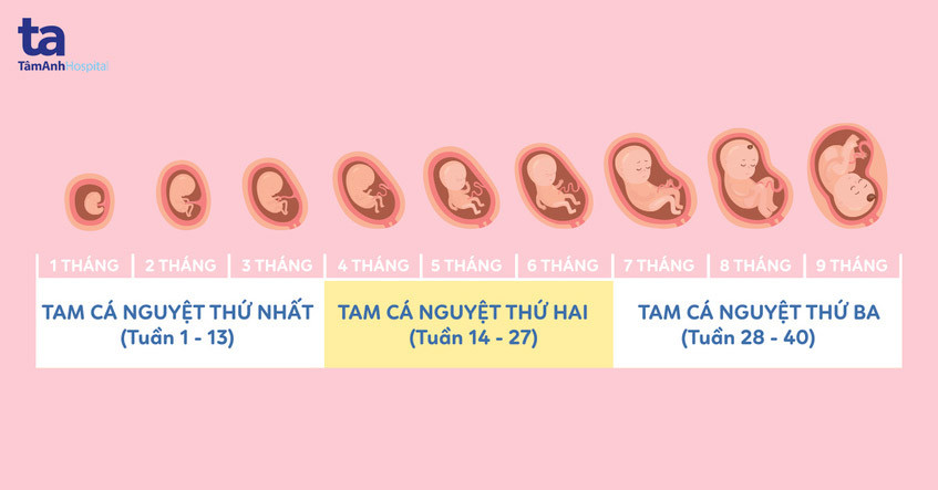 Dinh dưỡng cho mẹ bầu