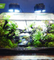 Terrarium tạo ra vẻ đẹp tự nhiên cho ngôi nhà