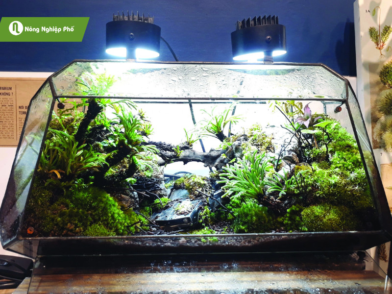 Terrarium tạo ra vẻ đẹp tự nhiên cho ngôi nhà