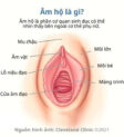 Hình ảnh cấu tạo âm hộ phụ nữ