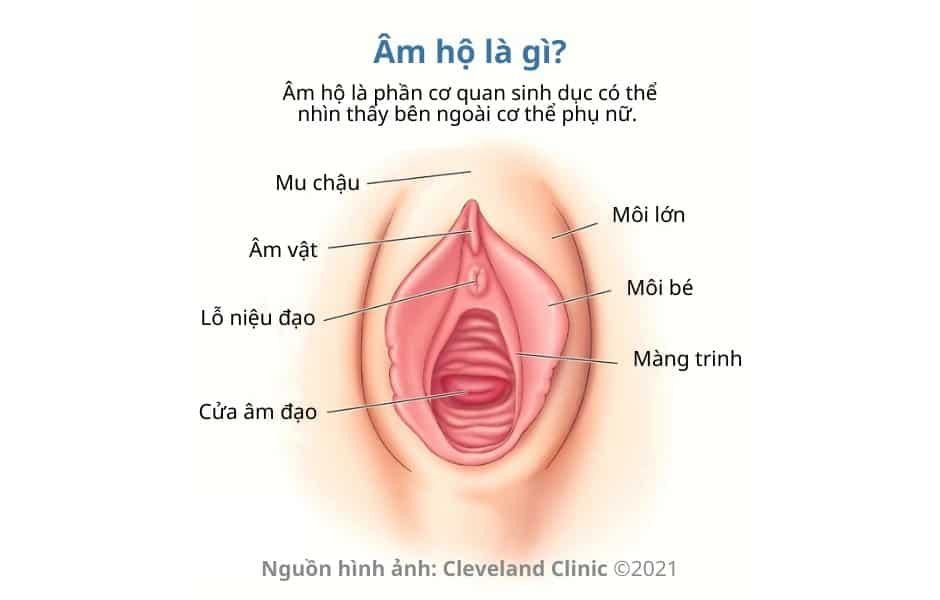 Hình ảnh cấu tạo âm hộ phụ nữ