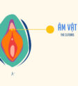 Âm vật nằm ở vị trí nào? Vị trí phía trên, điểm giao giữa hai mép môi bé