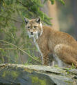 Linh miêu Á - Âu (*Lynx lynx*) với bộ lông đặc trưng