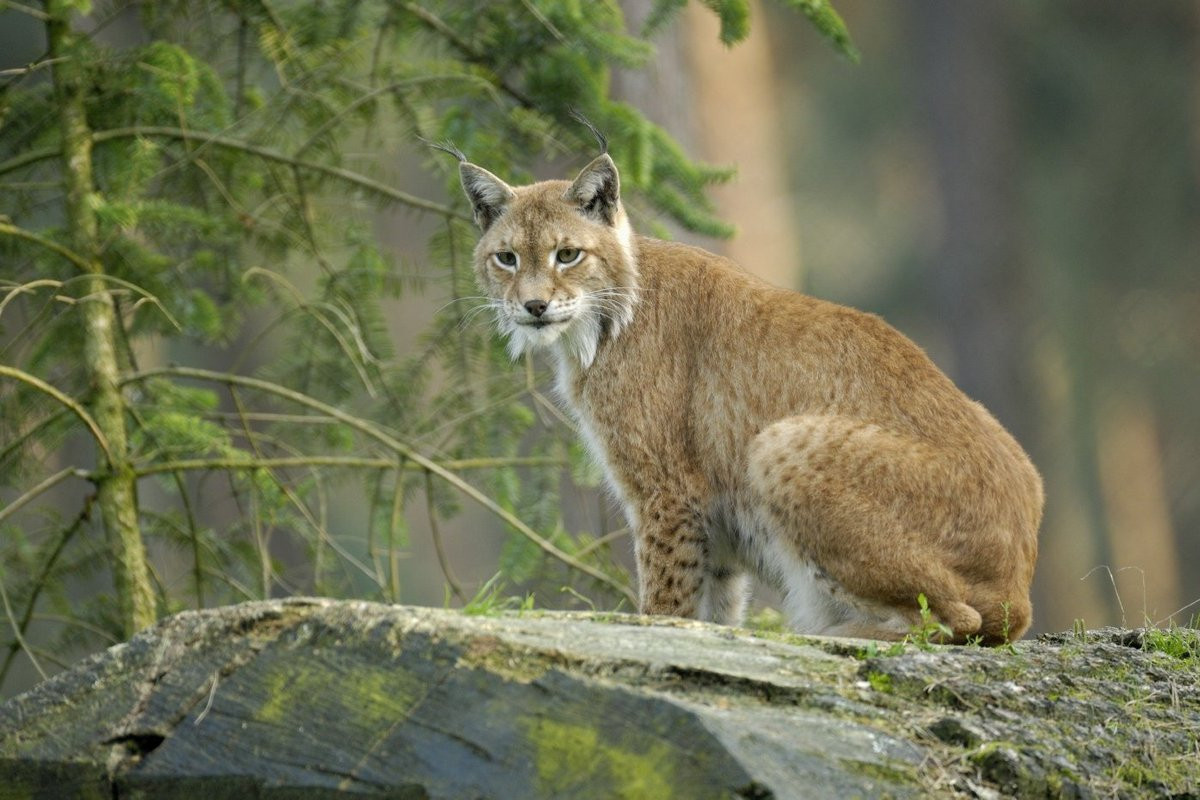 Linh miêu Á - Âu (*Lynx lynx*) với bộ lông đặc trưng