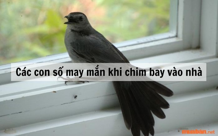 Chim sẻ mang lại niềm vui và tài lộc