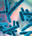 Bacillus subtilis