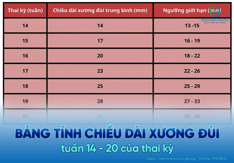 Bảng theo dõi chỉ số FL thai nhi từ tuần 14 - 20 của thai kỳ
