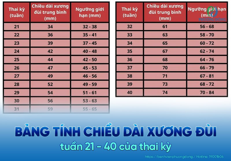 Bảng theo dõi chỉ số FL thai nhi từ tuần 21 - 40 của thai kỳ