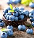Quả blueberry tươi ngon với lớp phấn trắng đặc trưng