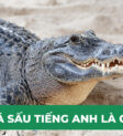 Cá sấu Crocodile và Alligator, hai từ tiếng Anh chỉ các loài cá sấu khác nhau.
