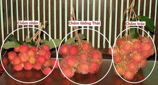 Các loại chôm chôm phổ biến trên thị trường hiện nay