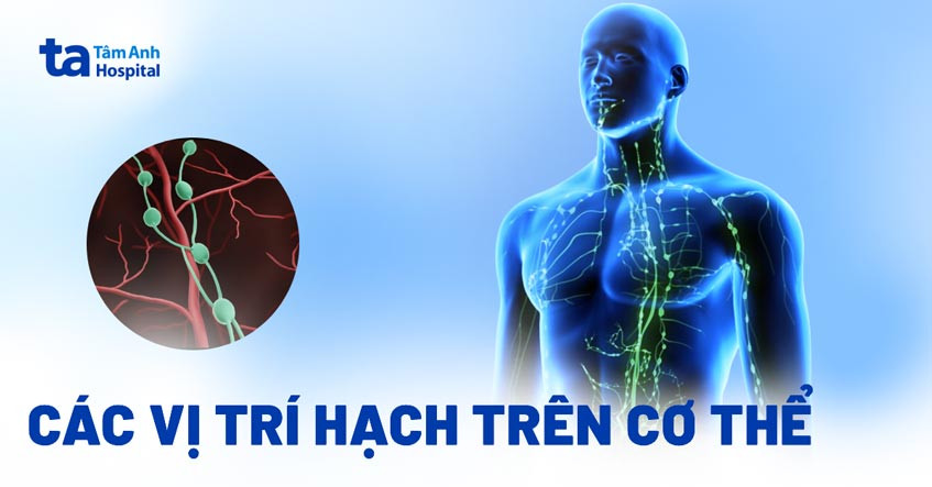 Các vị trí hạch trên cơ thể