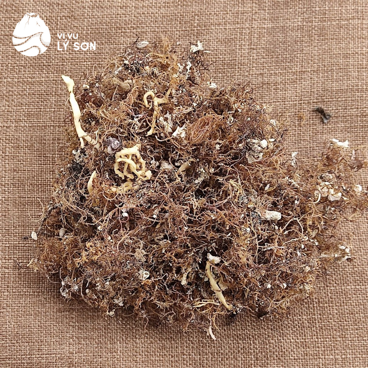 Rong câu tươi ngon, nguyên liệu chính để làm món xu xoa thanh mát