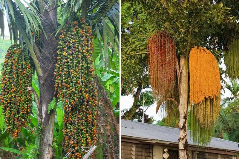 Thịt kho tàu - món ăn &quot;đủng đỉnh&quot; quen thuộc của Việt Nam