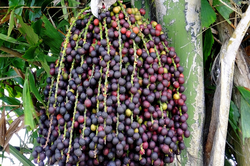 Gà hầm sâm - món ăn &quot;đủng đỉnh&quot; bổ dưỡng, tốt cho sức khỏe