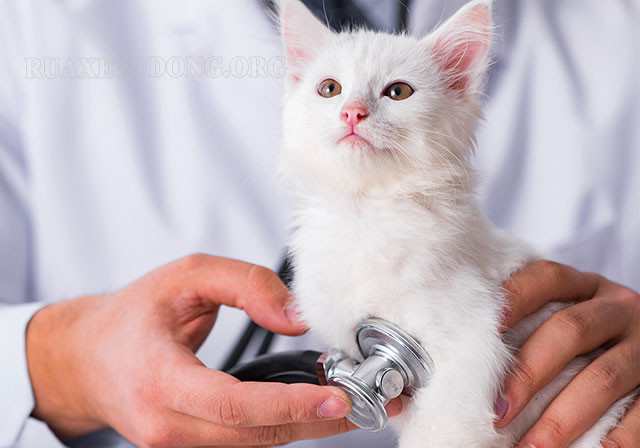 Ý nghĩa của CH trong lĩnh vực thú y
