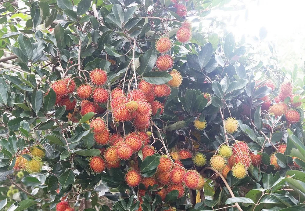 Chôm chôm Long Khánh với nhiều chủng loại và hương vị đặc biệt