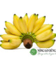 chuoi-tay-trong-vuon-nha Chuối tây tươi ngon