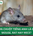 Hình ảnh chuột Mouse dễ thương