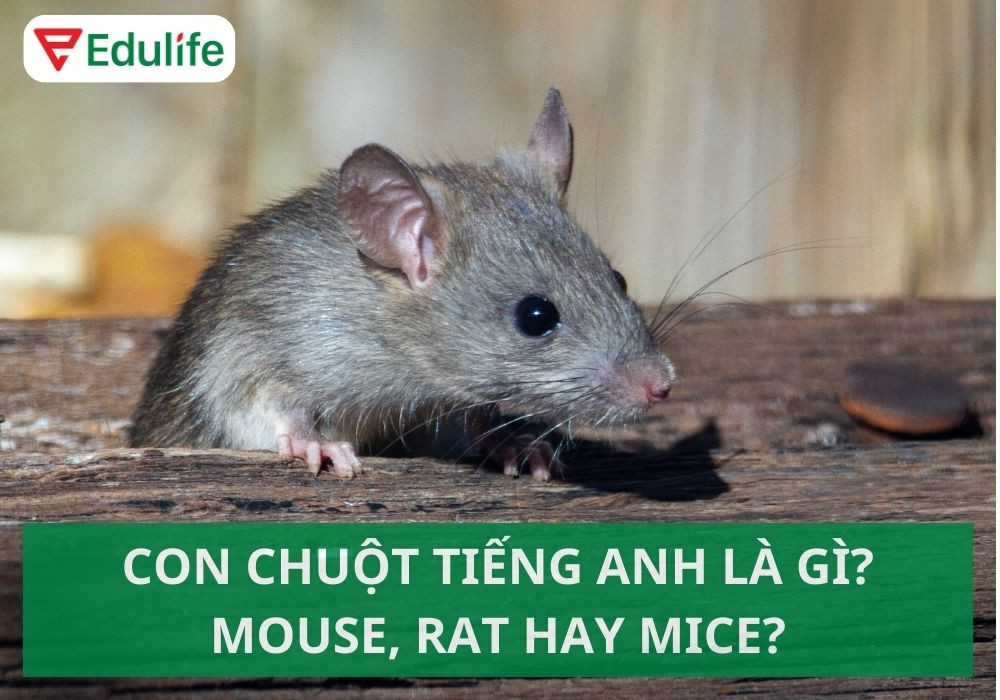Hình ảnh chuột Mouse dễ thương