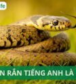 Các loài rắn thường gặp, với Cobra, Python và Rattlesnake nổi bật