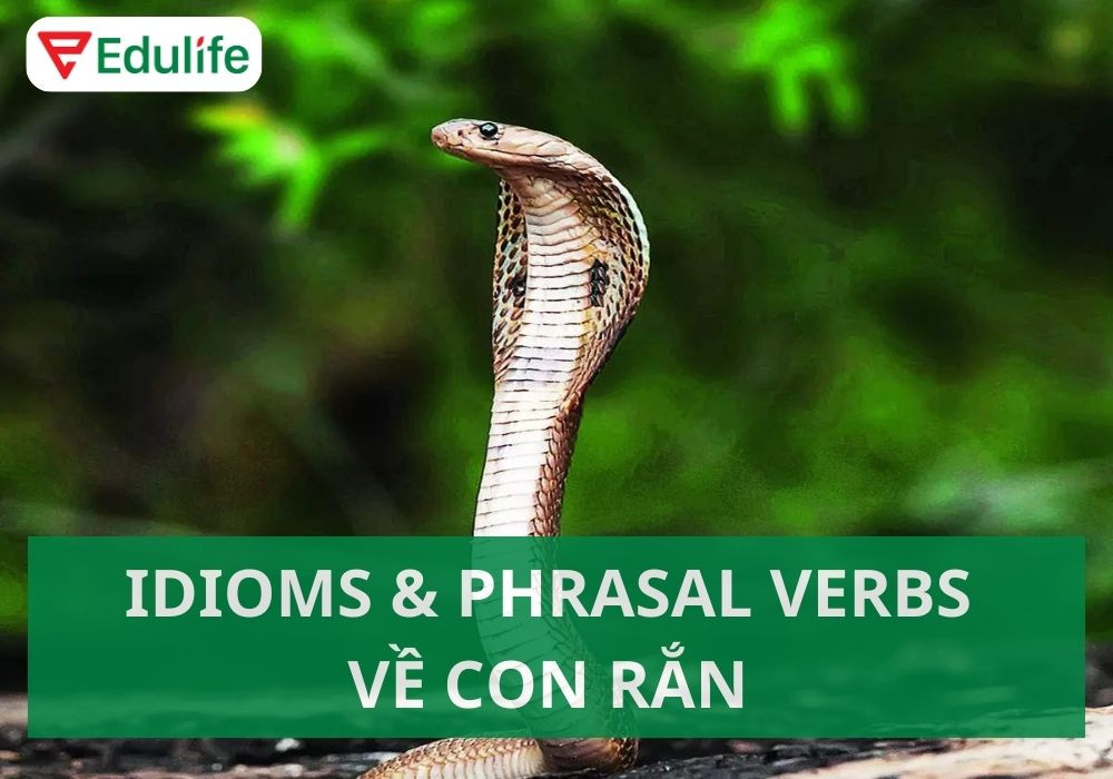 Thành ngữ tiếng Anh về rắn, minh họa các ý nghĩa khác nhau