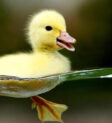Vịt trời (Mallard) là một trong những loại vịt phổ biến nhất.
