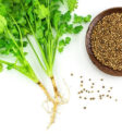 Lá rau mùi (coriander) tươi xanh, với hình dáng và kết cấu đặc trưng.
