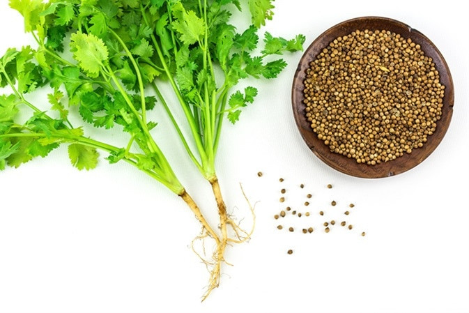 Lá rau mùi (coriander) tươi xanh, với hình dáng và kết cấu đặc trưng.