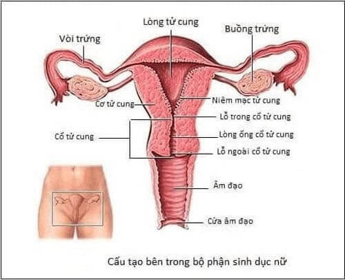 Cấu tạo tổng quan của cửa mình phụ nữ
