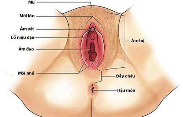 Cấu tạo chi tiết cửa mình và các bộ phận liên quan
