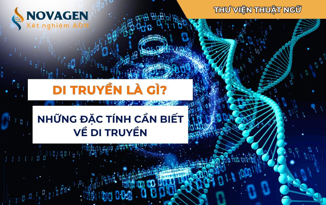Cấu trúc ADN xoắn kép chứa thông tin di truyền, ảnh hưởng đến mọi đặc điểm, từ ngoại hình đến sở thích ẩm thực.