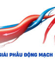 Động Mạch Là Gì?