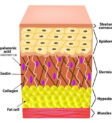 Collagen và elastin là hai loại protein không thể thiếu đối với làn da