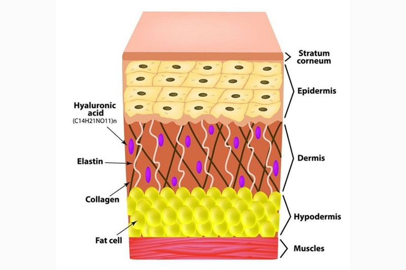 Collagen và elastin là hai loại protein không thể thiếu đối với làn da