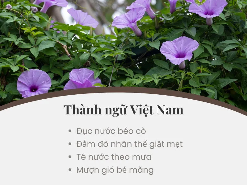 Hình ảnh tổng hợp các thành ngữ, tục ngữ đồng nghĩa với "Giậu đổ bìm leo"