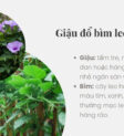 Hình ảnh minh họa hàng rào đổ và cây bìm bìm đang leo bám, thể hiện thành ngữ "Giậu đổ bìm leo"